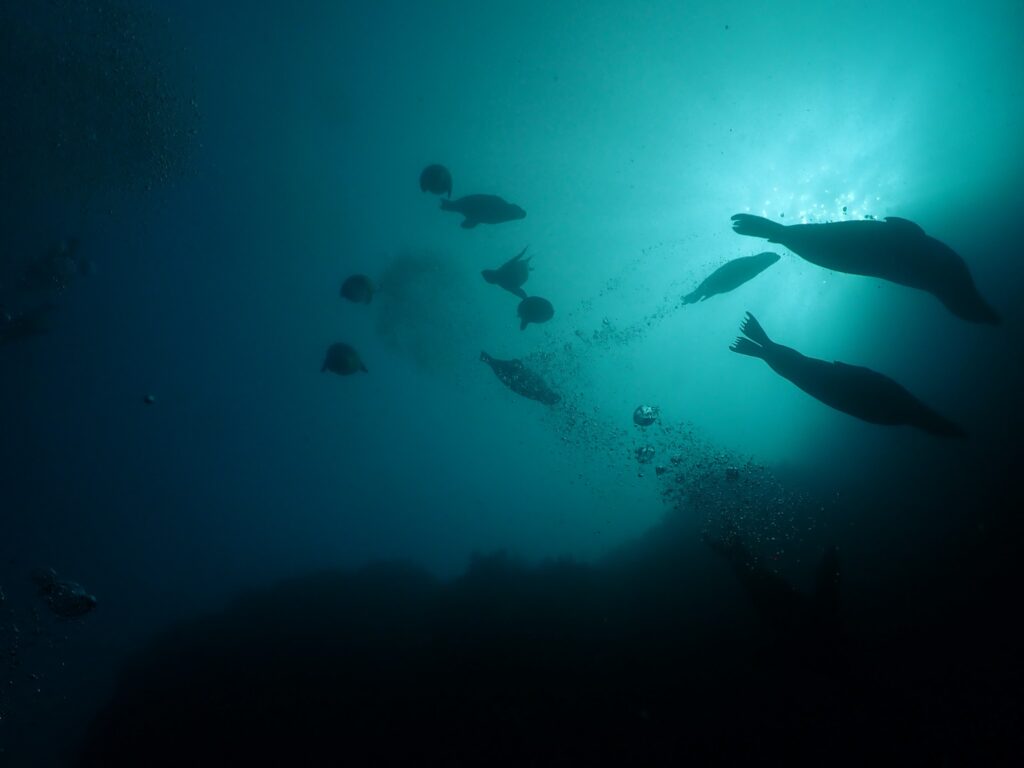 Sea Lion Squadron